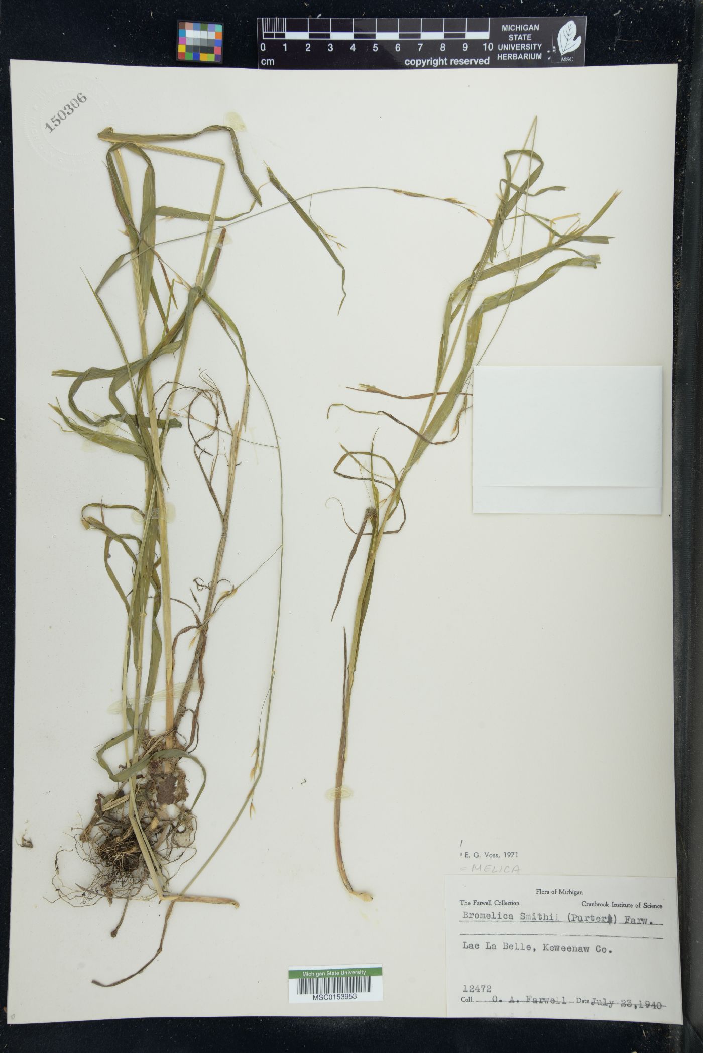 Melica smithii image