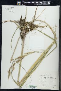 Spartina pectinata image