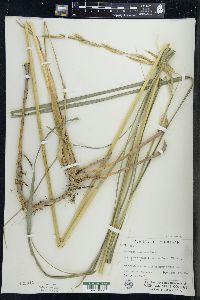 Spartina pectinata image