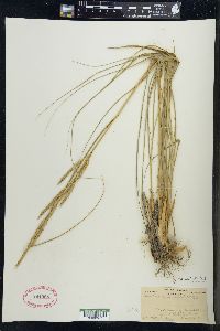 Spartina pectinata image