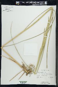 Spartina pectinata image