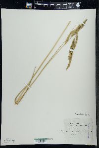 Spartina pectinata image