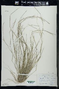 Sporobolus vaginiflorus image