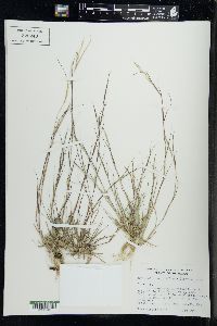 Sporobolus vaginiflorus image