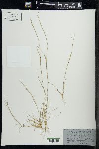 Sporobolus vaginiflorus image