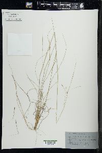 Stipa avenacea image