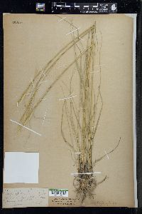 Hesperostipa spartea image