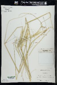 Hesperostipa spartea image