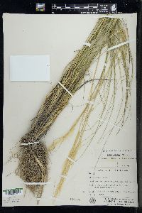 Hesperostipa spartea image