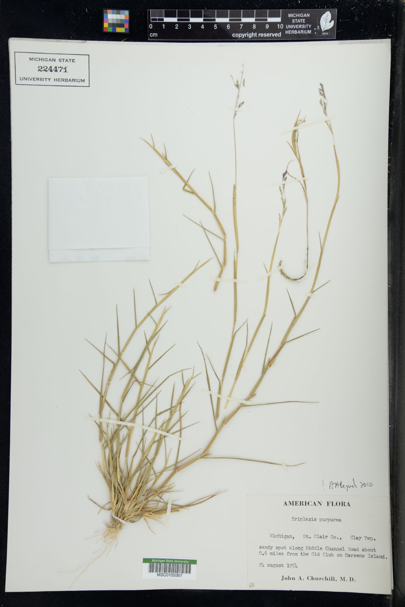 Triplasis purpurea image