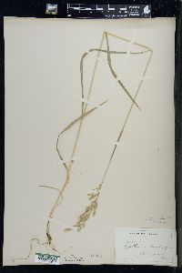 Trisetum melicoides image