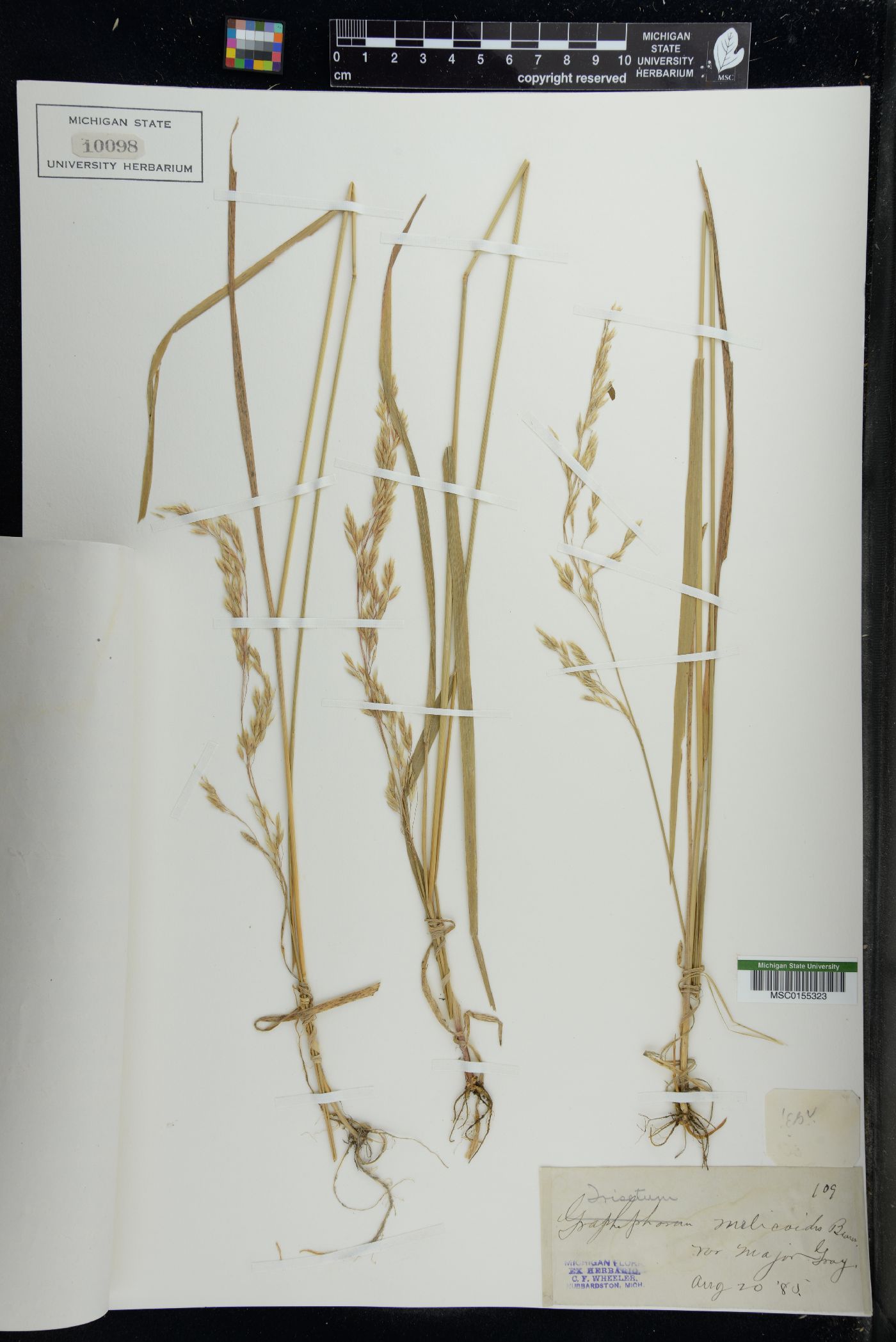 Trisetum melicoides image
