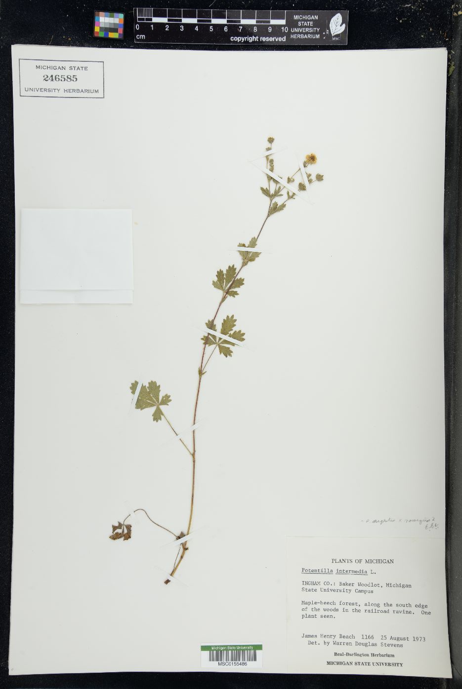 Potentilla intermedia image