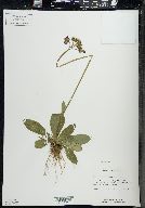 Hieracium aurantiacum image