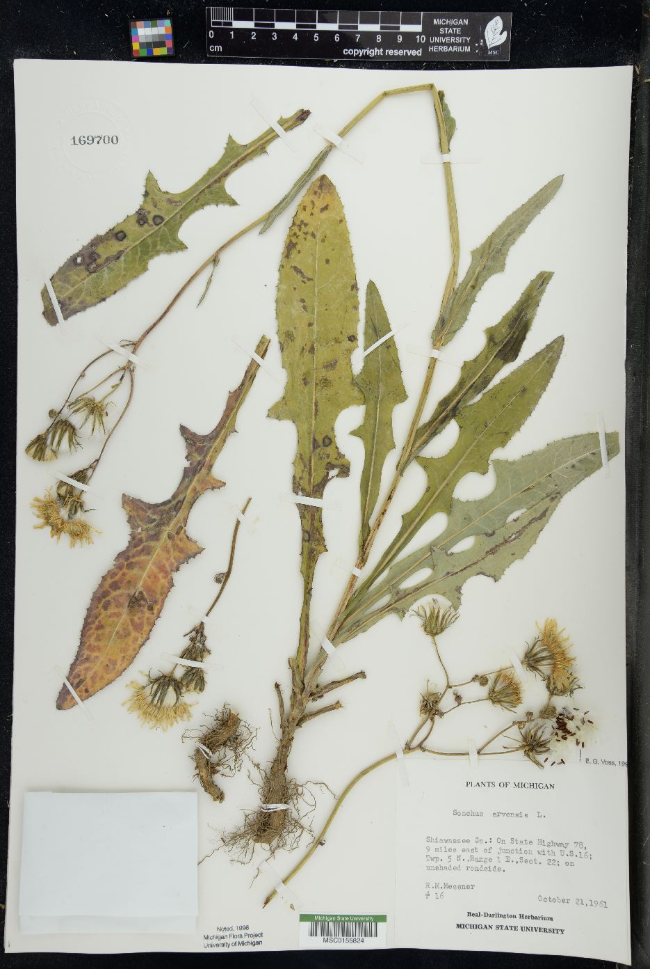 Sonchus arvensis image