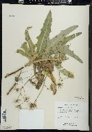 Sonchus arvensis image