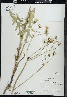 Sonchus arvensis image