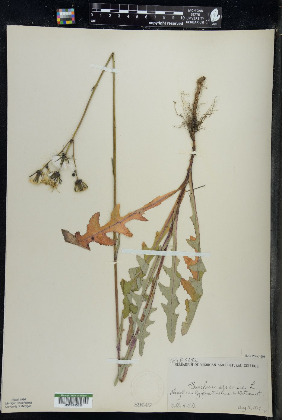 Sonchus arvensis image