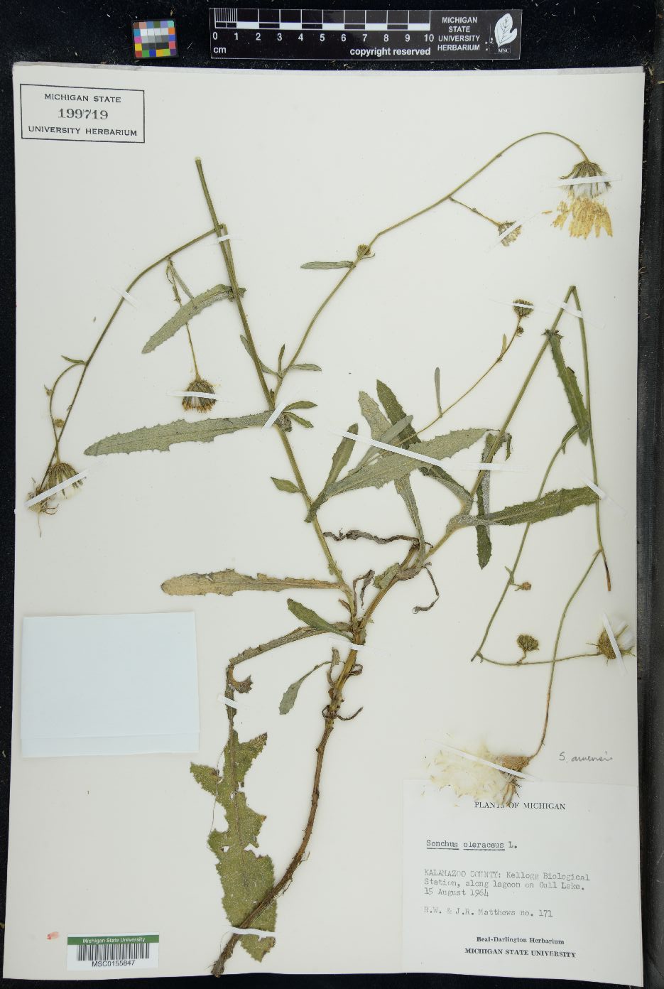 Sonchus arvensis image