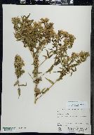 Symphyotrichum firmum image