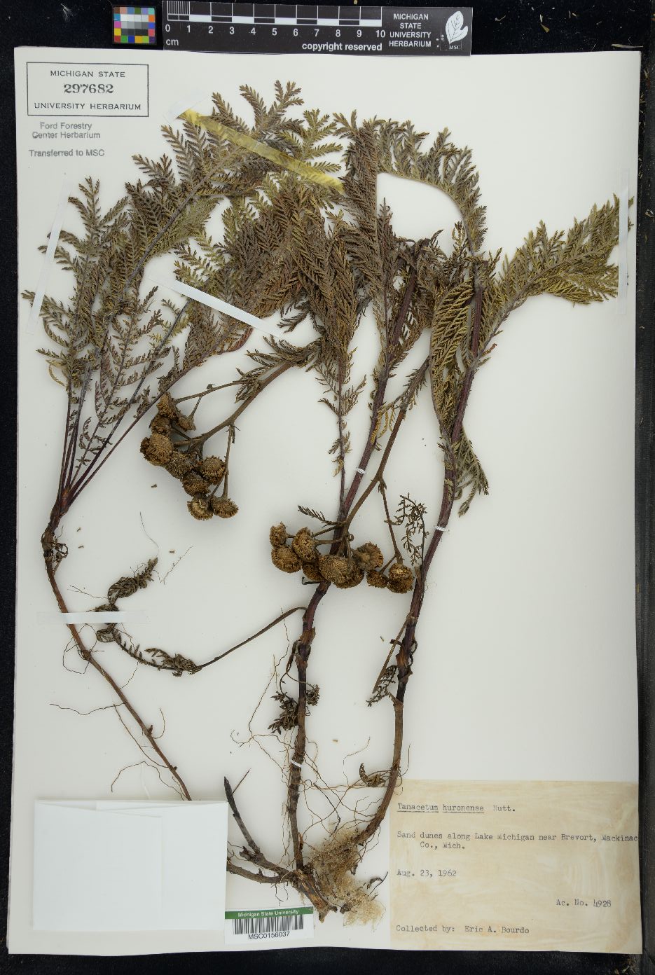 Tanacetum huronense image