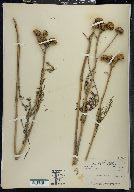 Tanacetum huronense image