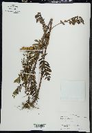 Tanacetum vulgare image