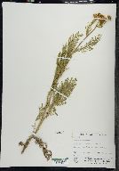 Tanacetum huronense image