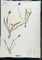 Taraxacum palustre image