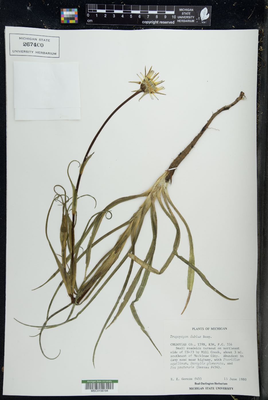 Tragopogon x crantzii image