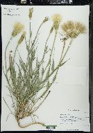 Tragopogon porrifolius image