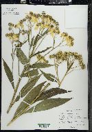 Verbesina alternifolia image