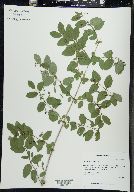 Lonicera morrowii image