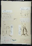 Utricularia gibba image