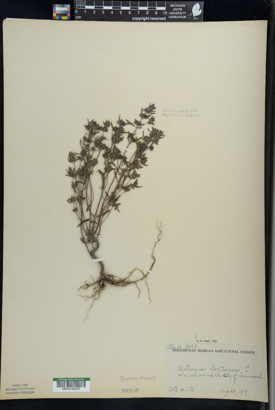 Satureja hortensis image