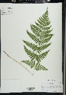 Dryopteris carthusiana image