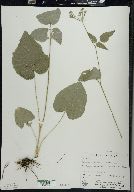 Thaspium trifoliatum var. aureum image