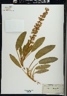 Lupinus villosus image