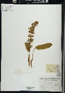 Lupinus villosus image