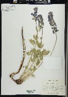 Lupinus wyethii image
