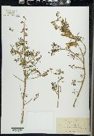 Lupinus truncatus image