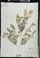 Lupinus sparsiflorus image