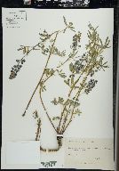 Lupinus spathulatus image