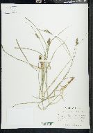 Carex complanata image