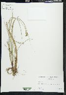 Carex complanata image