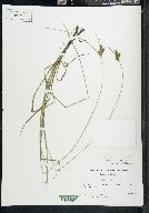 Carex complanata image