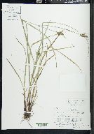 Carex complanata image