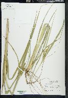 Carex comosa image