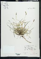 Carex concinnoides image