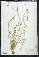 Carex conoidea image